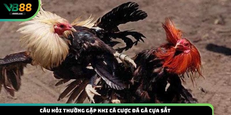 Các câu hỏi thường gặp từ người chơi mới khi trải nghiệm đá gà VB88