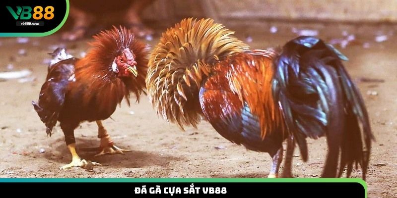 đá gà cựa sắt