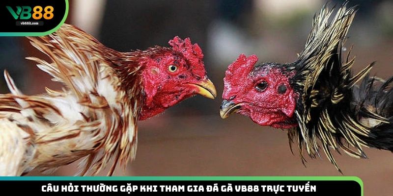 Câu hỏi thường gặp khi tiến hành chọi kê