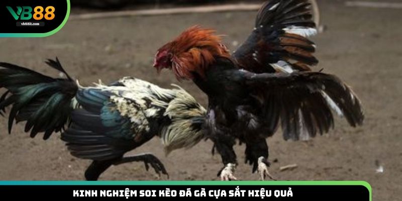 Các chiến thuật soi kèo đá gà cựa sắt hiệu quả từ cao thủ VB88